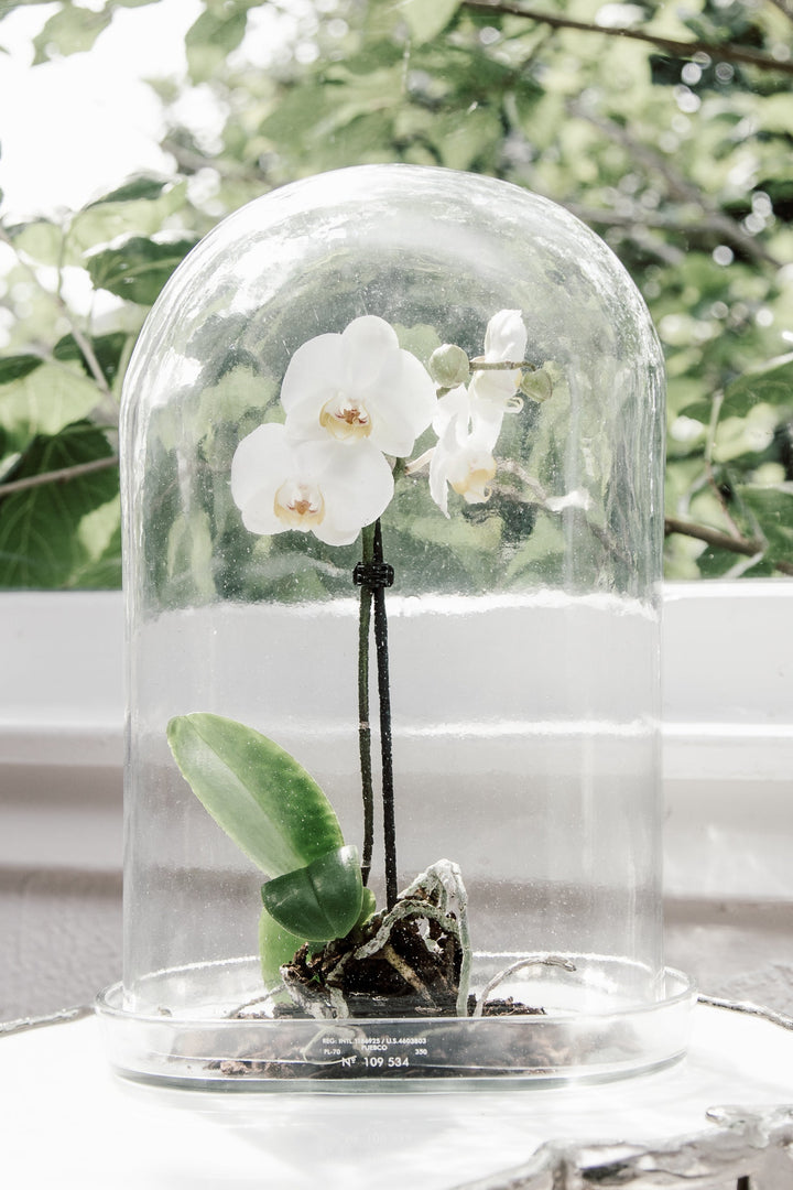 小物入れ DISPLAY GLASS DOME / PUEBCO DISPLAY GLASS DOME – PUEBCO ONLINE STORE