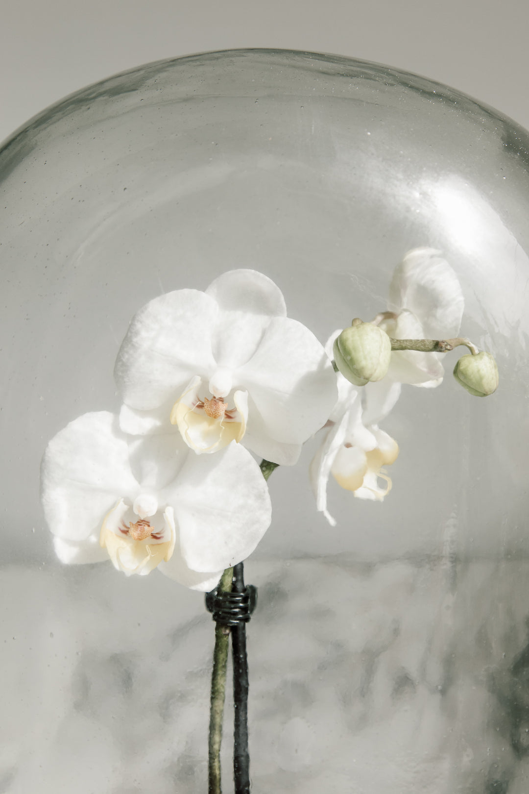 DISPLAY GLASS DOME – PUEBCO ONLINE MARKET
